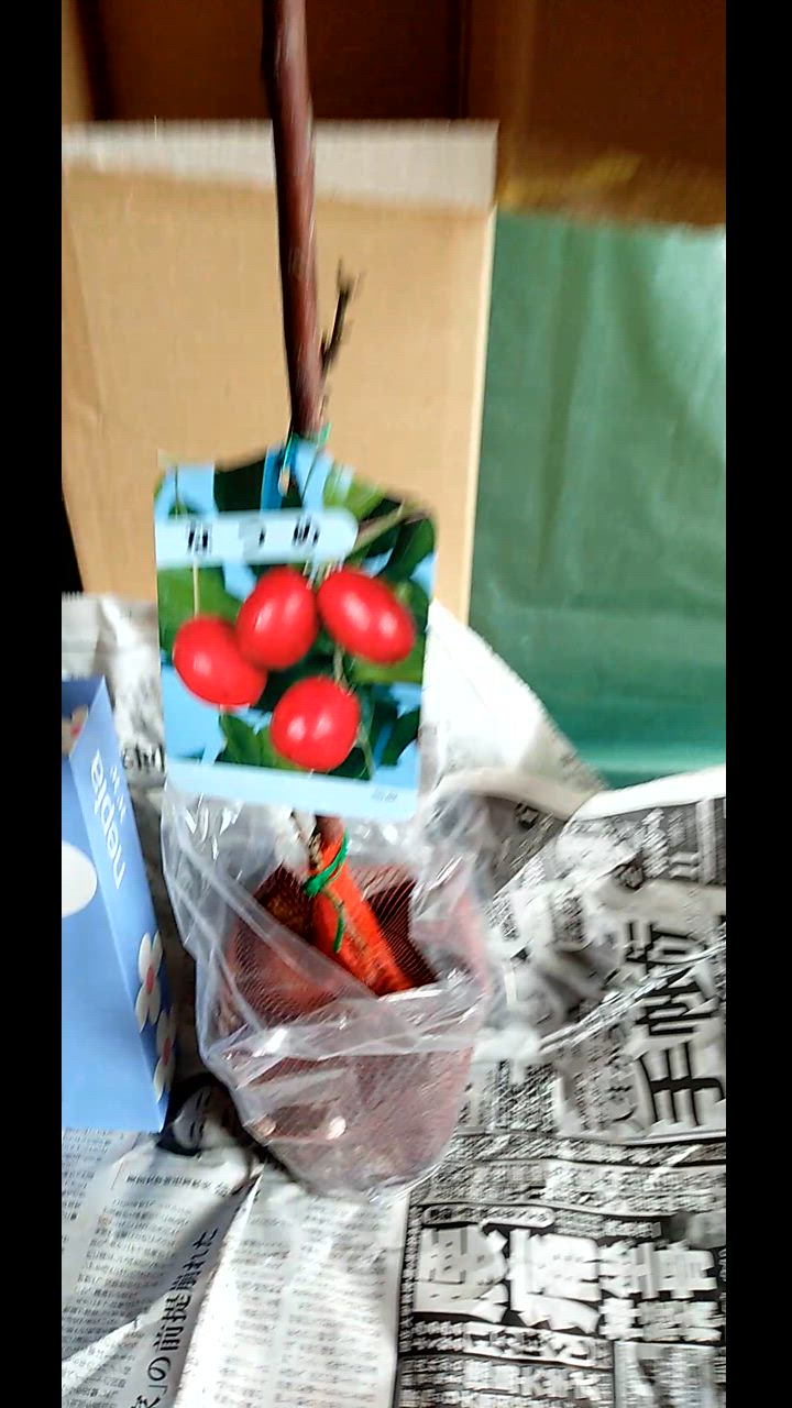 ナツメの木 （ なつめ ） 12cmポット苗 1年生 : 花と緑の専門店