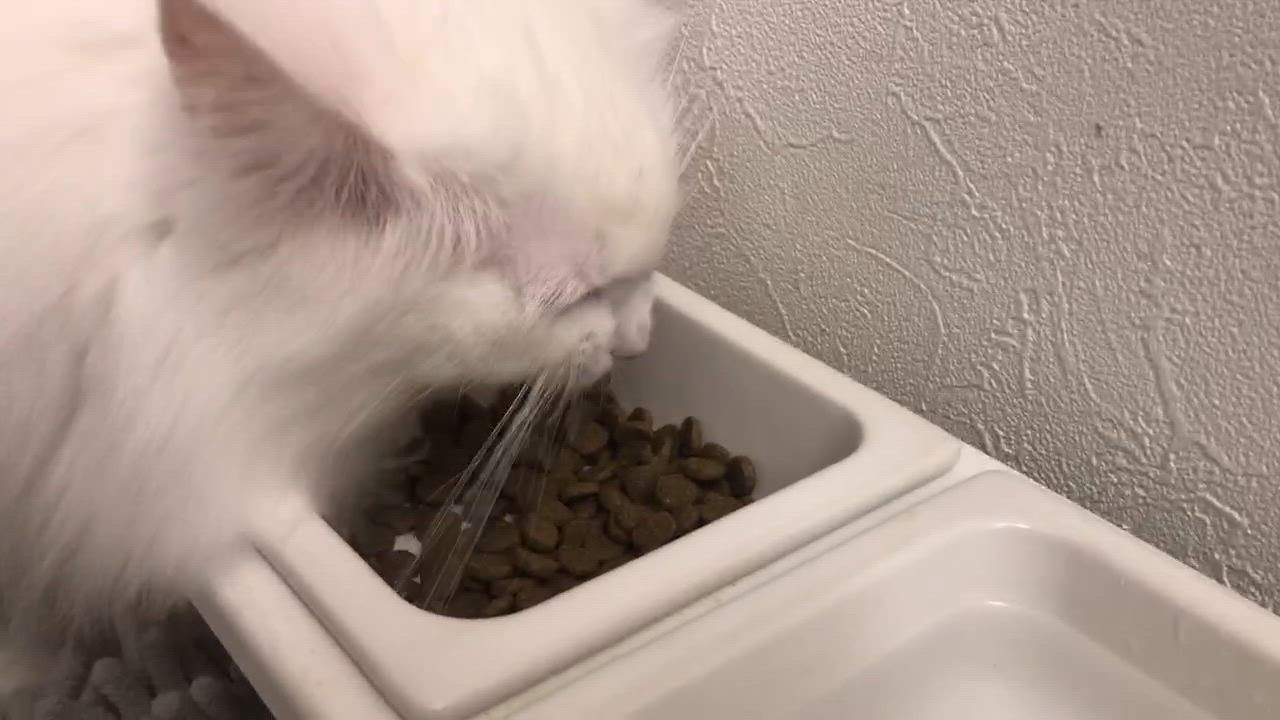 ニュートロ キャット ワイルドレシピ アダルトチキン 成猫用 ニュートロ キャット ワイルドレシピ アダルトチキン 成猫用