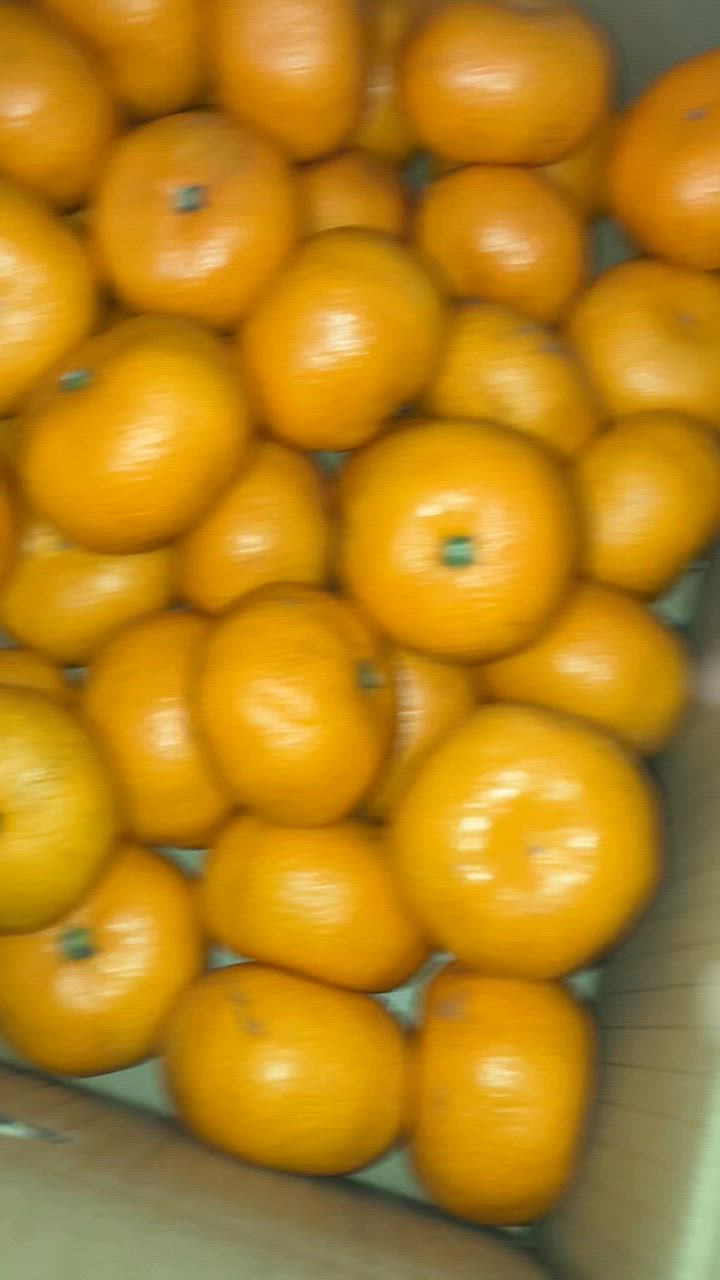 みかん 青島みかん 優品 Mサイズ 4kg JAみっかび 産地直送