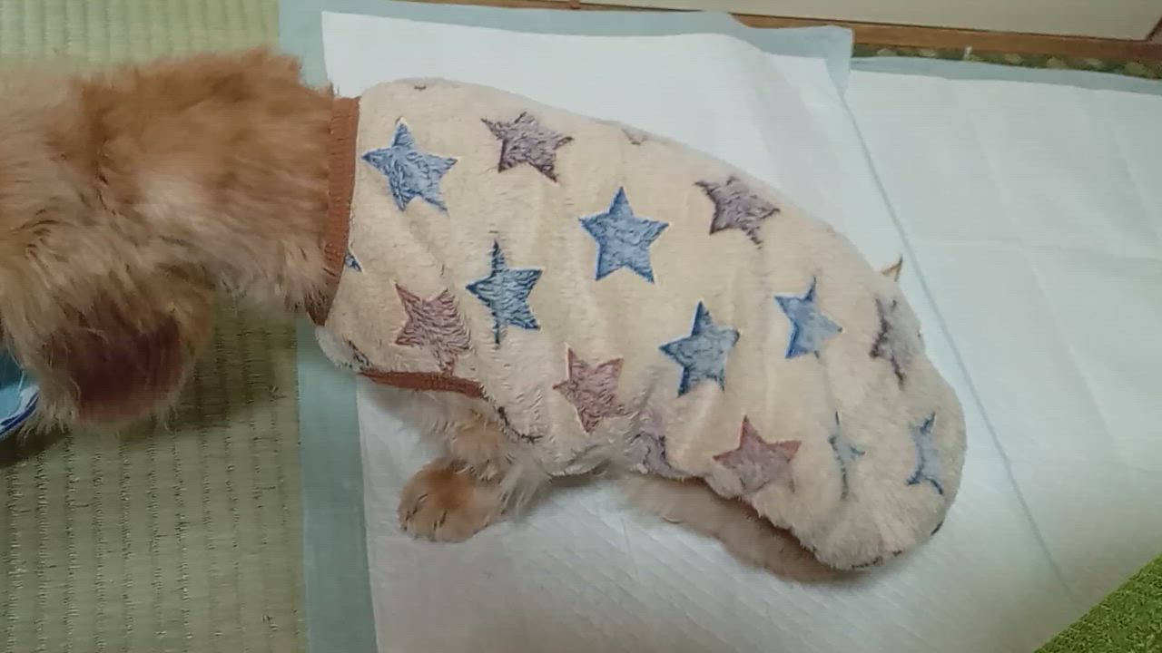 全体のレビュー動画のサムネイル | 0