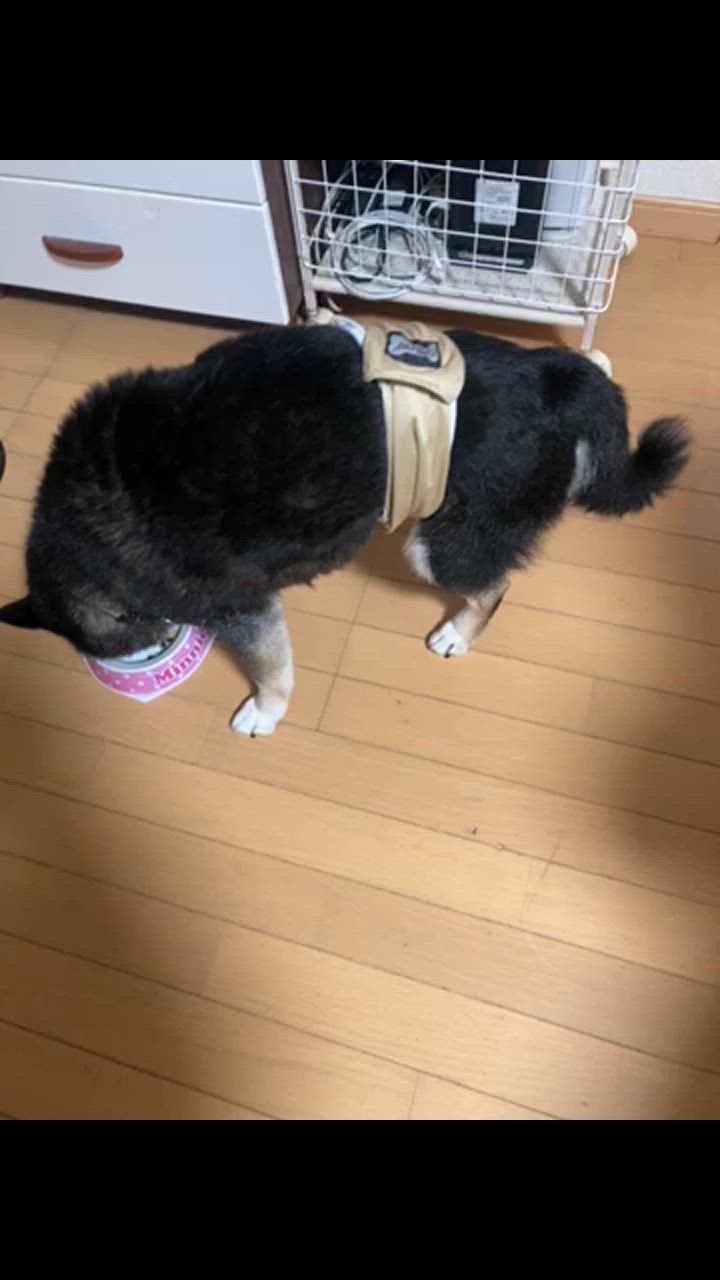 全体のレビュー動画のサムネイル | 2