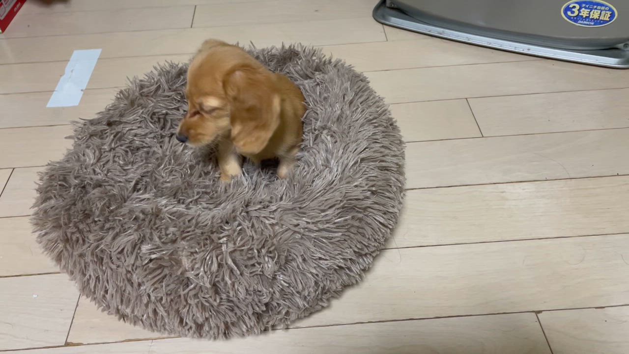 全体のレビュー動画のサムネイル | 7
