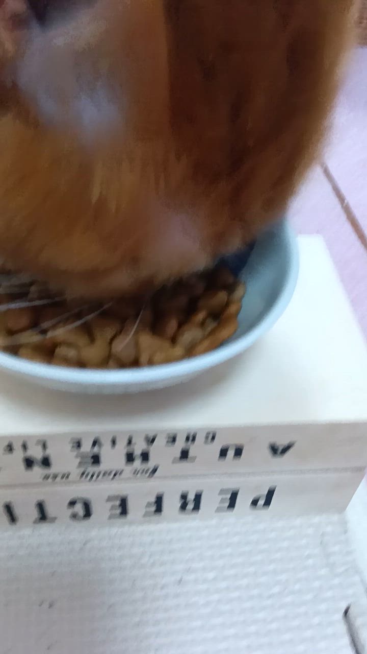 ロイヤルカナン 【85g×12袋】ロイヤルカナン FHN-WET インドア