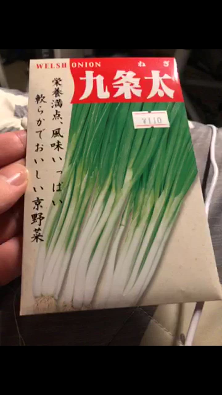 【セール 登場から人気沸騰】 : 分けつ葱（九条太葱） みづほ商店ヤフーショップ 通販 - アニメ