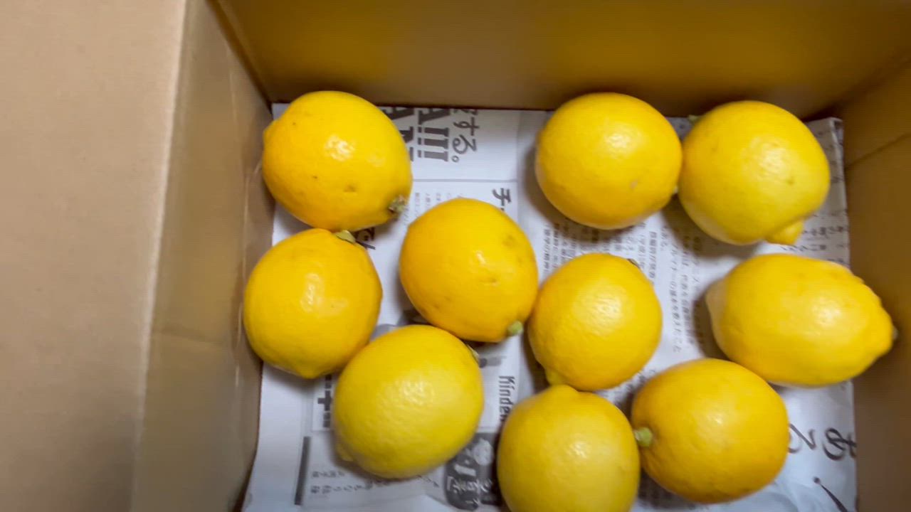 国産レモン ほぼ 無農薬 レモン 1kg 国産 れもん 愛媛県産 減 国産レモン ほぼ 無農薬 レモン 1kg 国産 れもん 愛媛県産 減