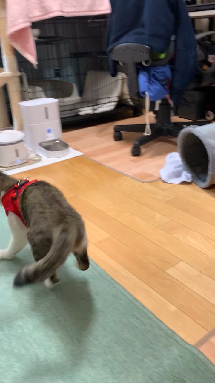 全体のレビュー動画のサムネイル | 2