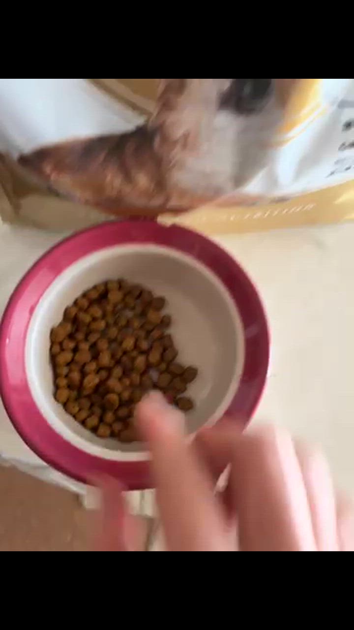 ロイヤルカナン チワワ 中・高齢犬用 3kg (犬・ドッグ) [正規品 ロイヤルカナン チワワ 中・高齢犬用 3kg (犬・ドッグ) [正規品