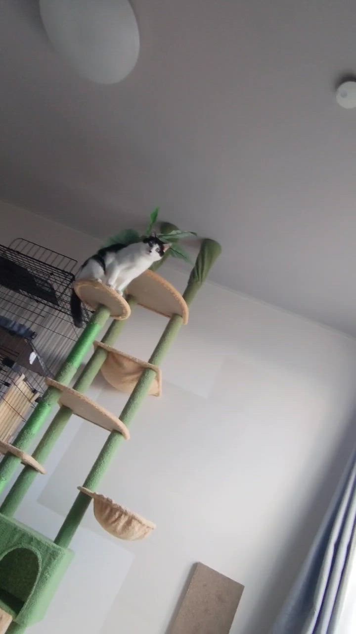 高さ調整幅190~255cmキャットタワー 突っ張り ハンモックツイン 10/8以降発送】キャットタワー 突っ張り スリム 猫タワー 爪とぎ