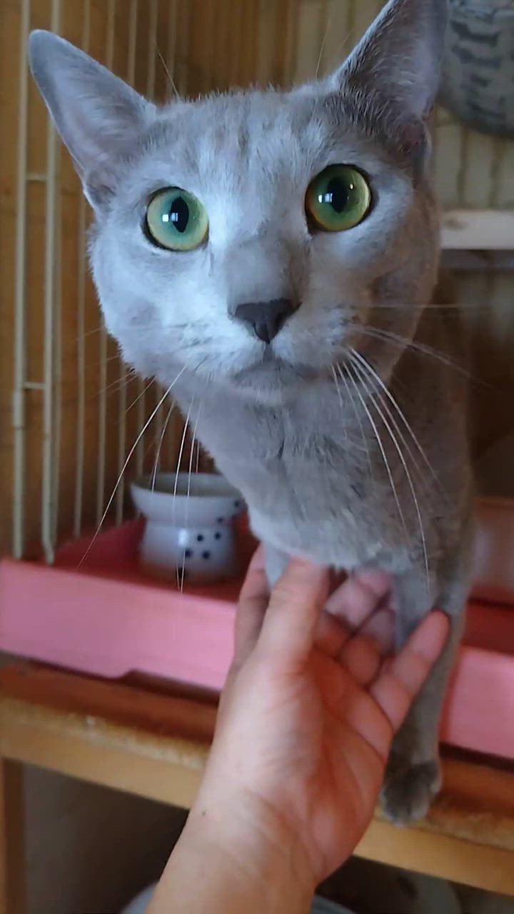 全体のレビュー動画のサムネイル | 10