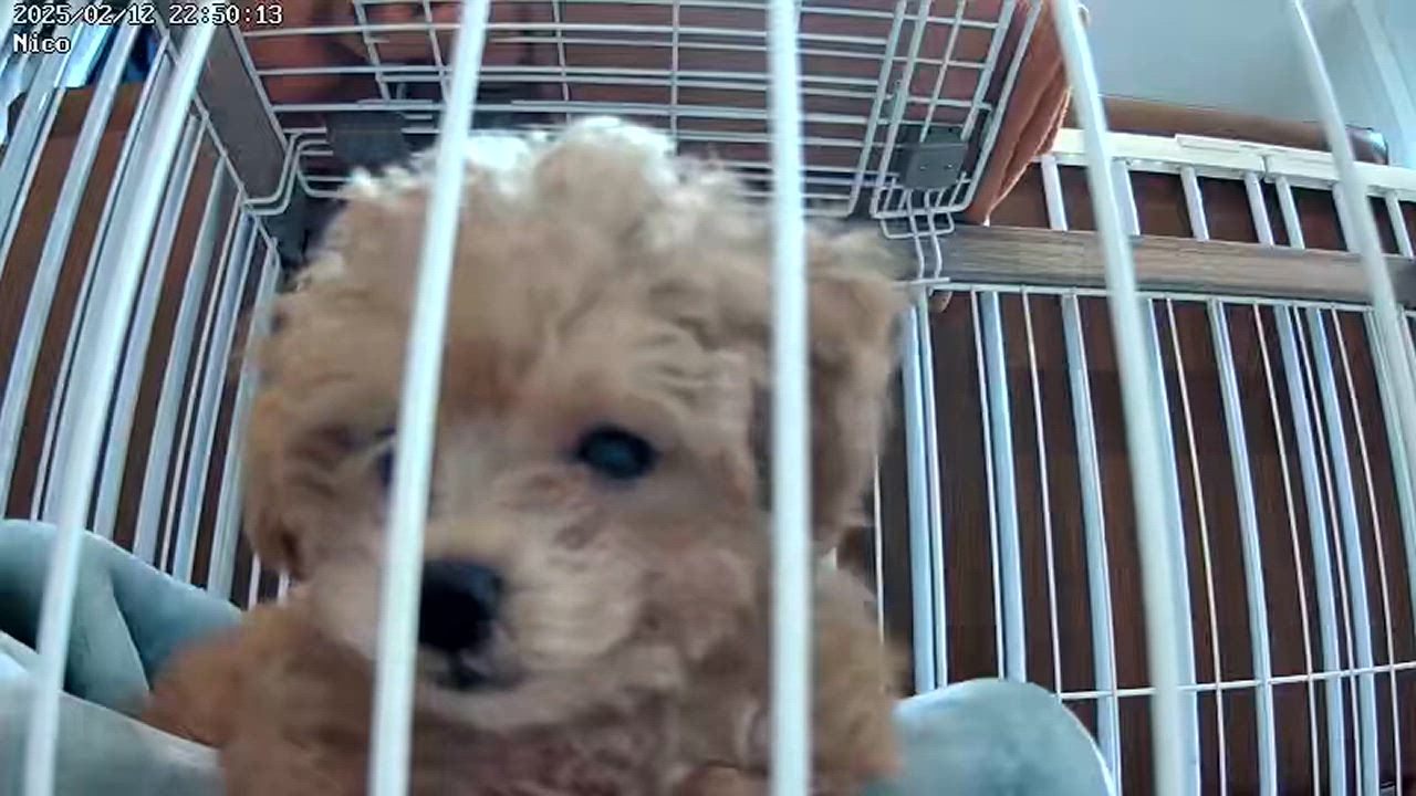 全体のレビュー動画のサムネイル | 8
