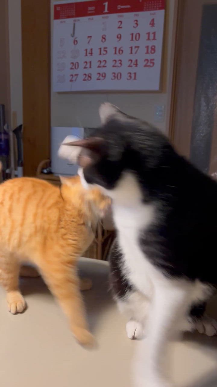 全体のレビュー動画のサムネイル | 2