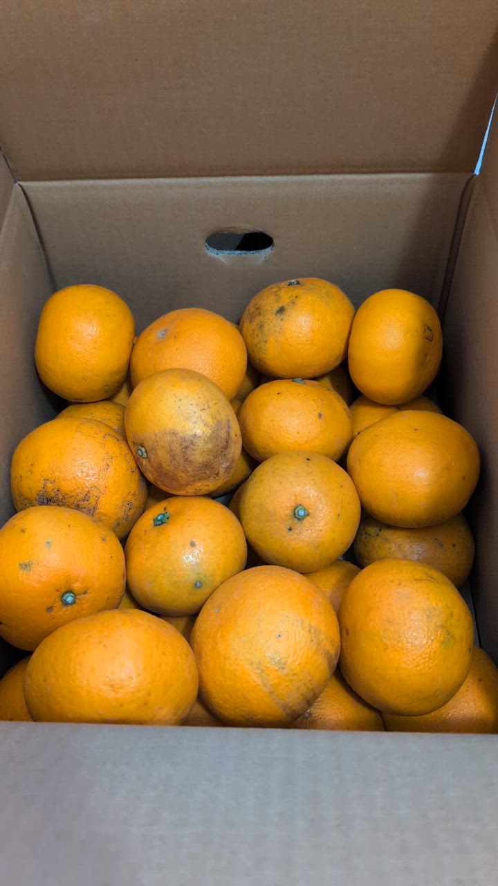 甘夏 8kg（箱込約8kg）和歌山県産 訳あり・ご家庭用 / あまなつ