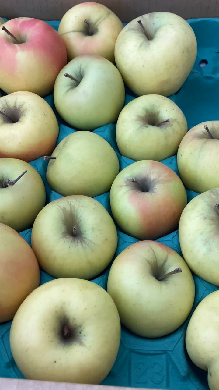 りんご 10kg 品種おまかせ 特選 青りんご 青森産 青林檎 ご家庭