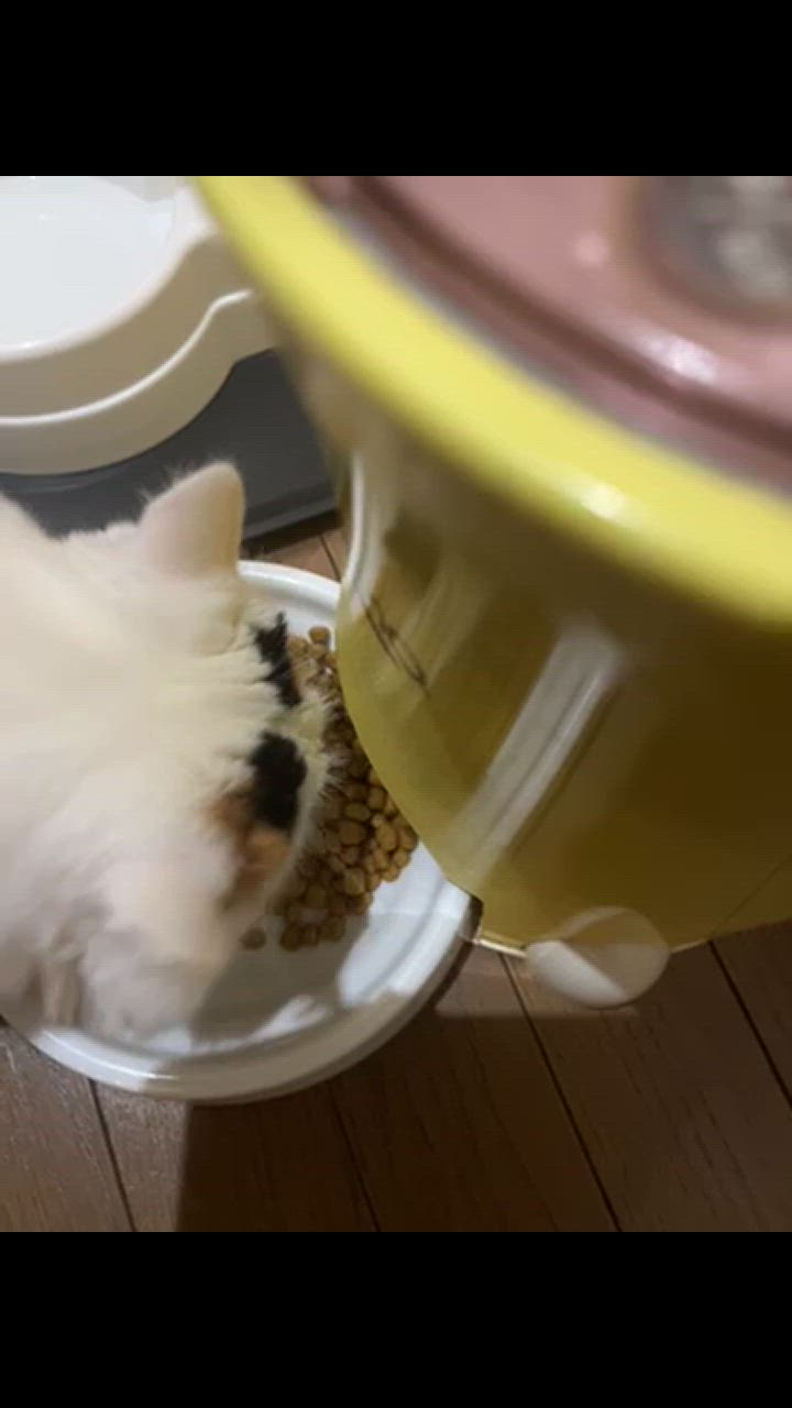 全体のレビュー動画のサムネイル | 2
