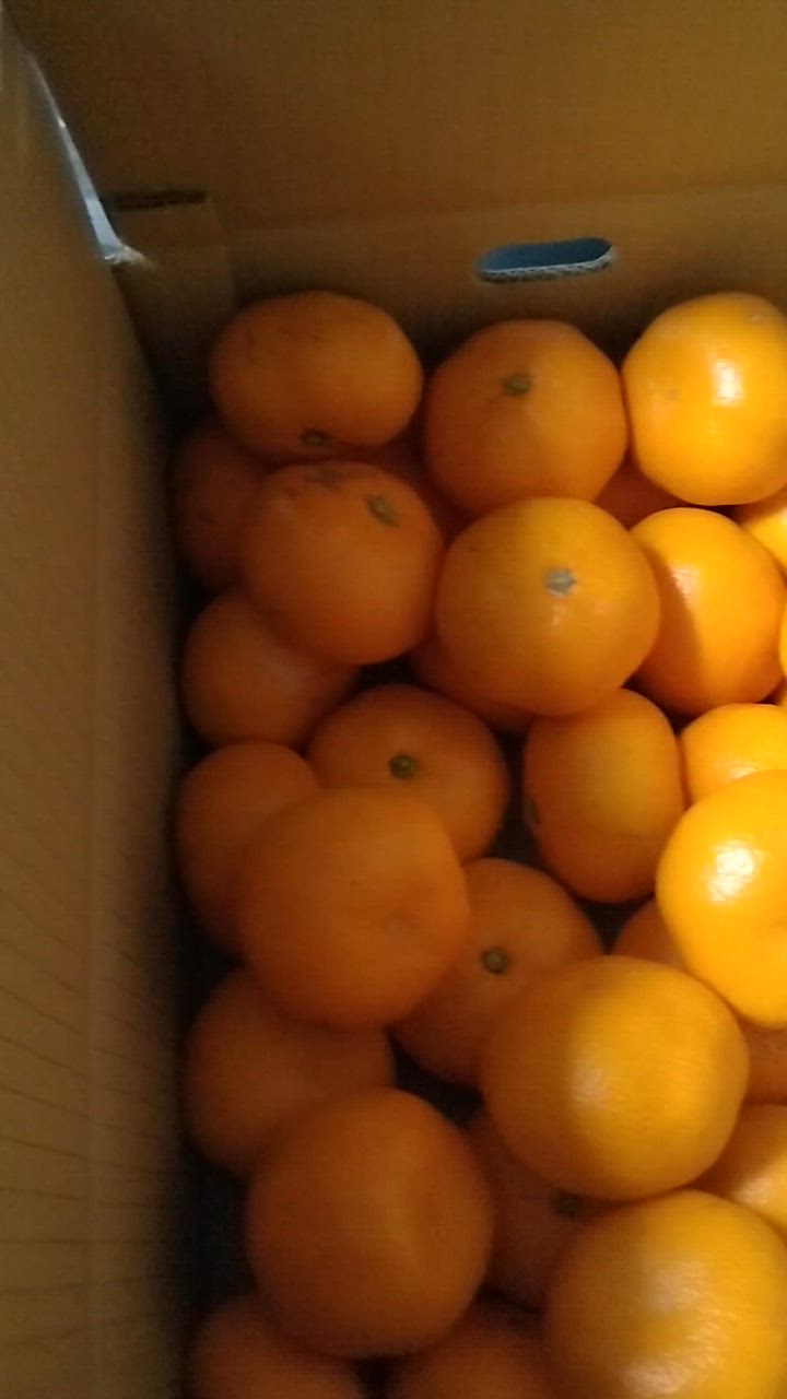 静岡県産　特選青島みかん image.php?id=2113425&p=shopn&s