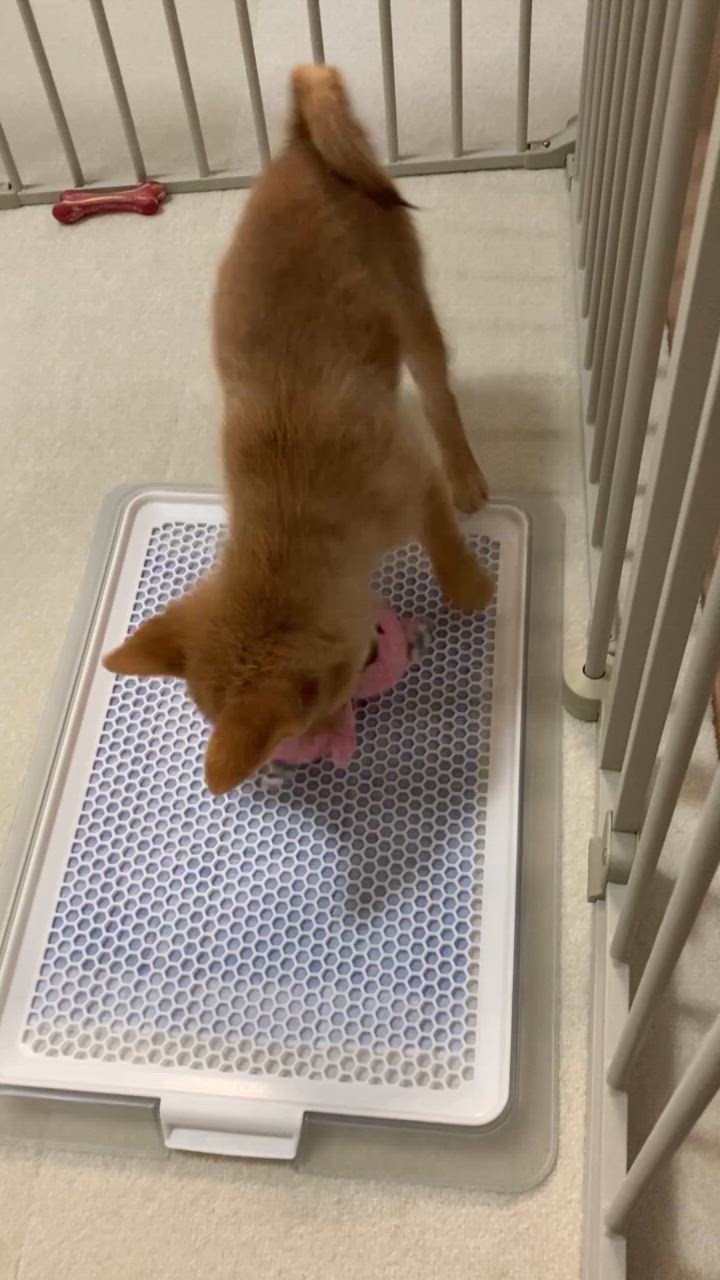 全体のレビュー動画のサムネイル | 9