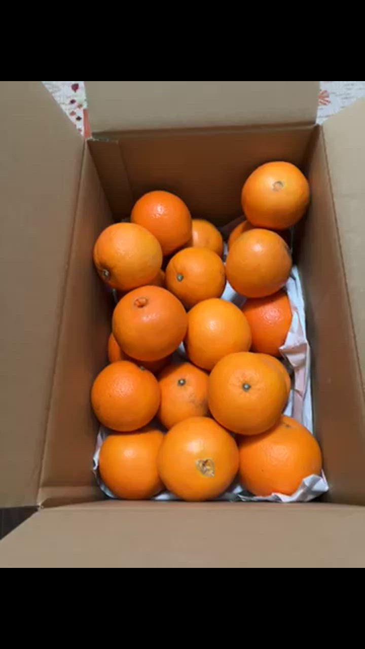 国産ネーブルオレンジ 約5kg 2〜4Lサイズ 和歌山県産 贈答規格