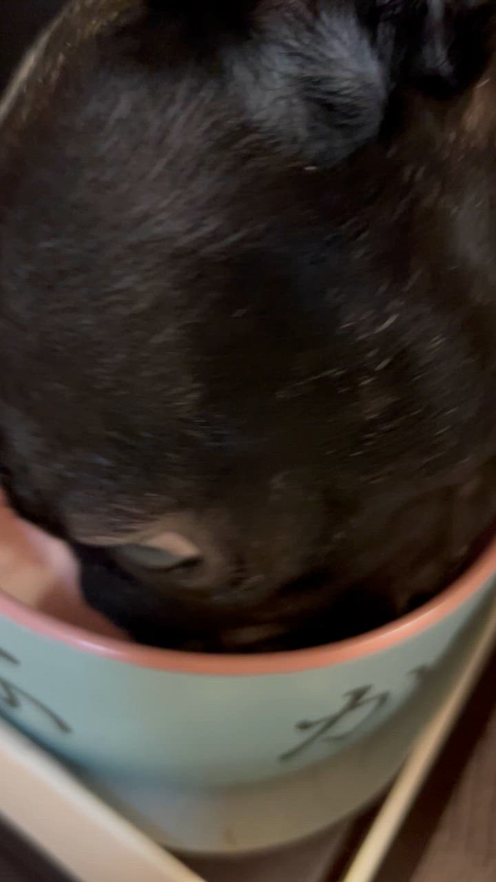 つくば保健食品 つくばドッグミルク 1kg（子犬用粉ミルク 粉末