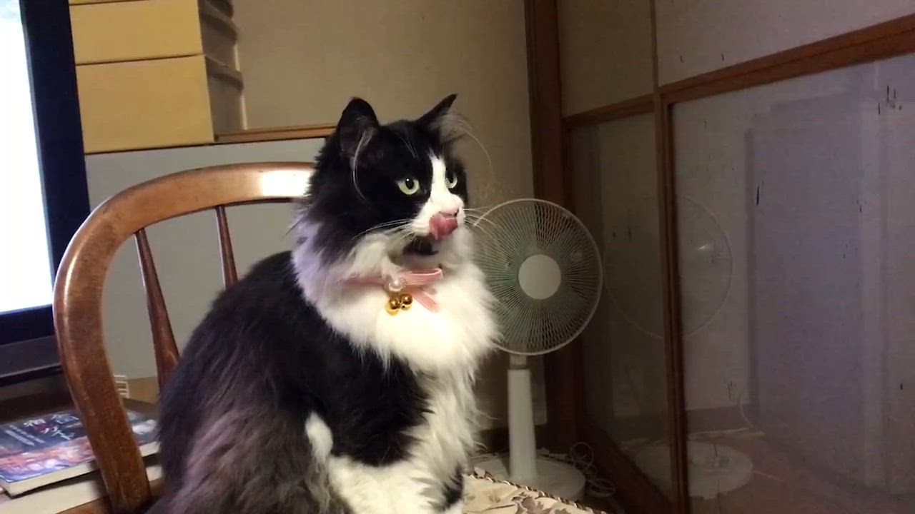1件目のレビュー動画のサムネイル | 0