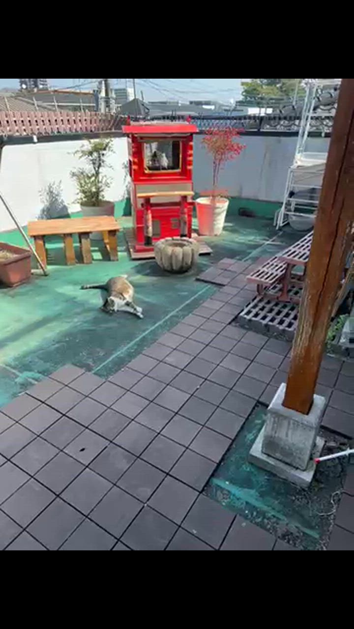 全体のレビュー動画のサムネイル | 1
