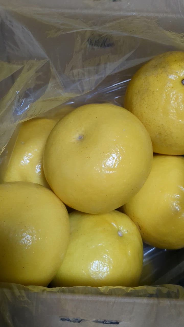ai mai　高知特産　土佐文旦　超大玉5Lサイズ　約10kg 楽天市場】文旦 土佐文旦 特大5Lサイズ 大玉 限定 ご家庭用 約