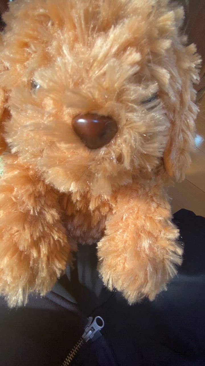 しゃべる犬 ぬいぐるみ おしゃべりトイプードル 音声認識 人形