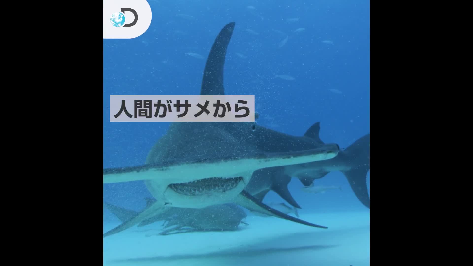 知ってた 結構役に立つランキング 人間がサメから学んできたことtop5 Dplay Yahoo Japan