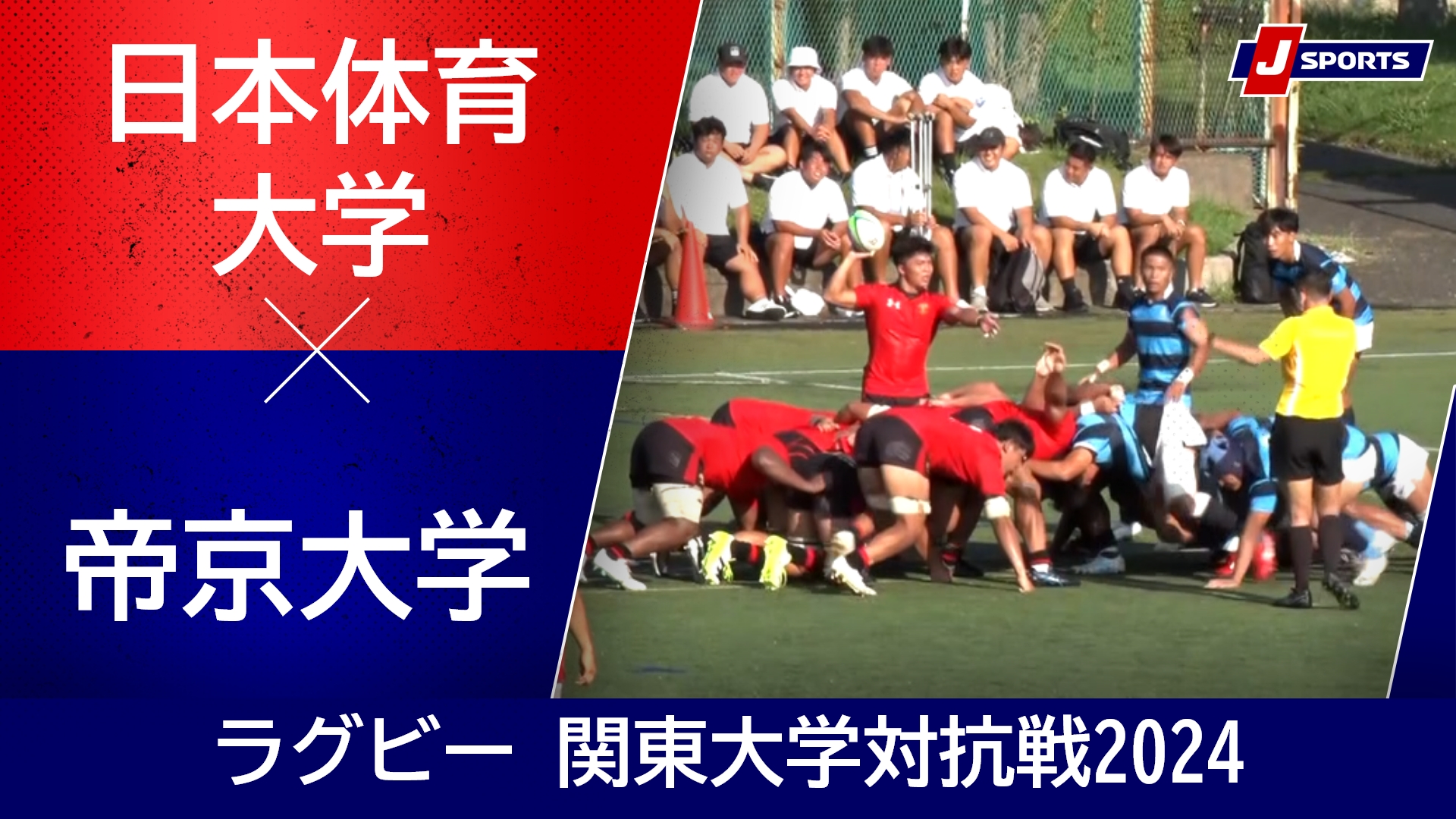 【ハイライト】日本体育大学 vs. 帝京大学｜ラグビー 関東大学対抗戦2024 #c_rugby