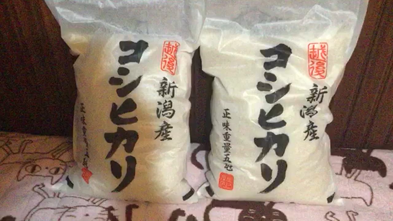 コシヒカリ お米 新潟県産 白米 10kg (5kg×2個) 令和6年産 コシヒカリ お米 新潟県産 白米 10kg (5kg×2個) 令和6年産