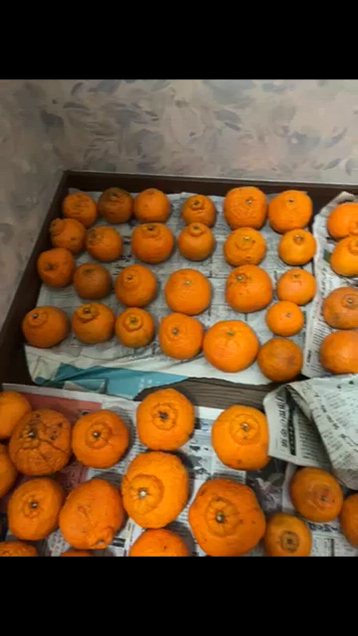 不知火（ デコポン と同品種 ） 熊本産 訳あり ご家庭用 20kg