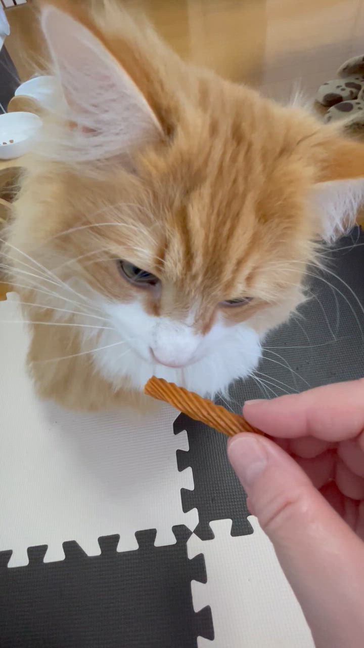 全体のレビュー動画のサムネイル | 0