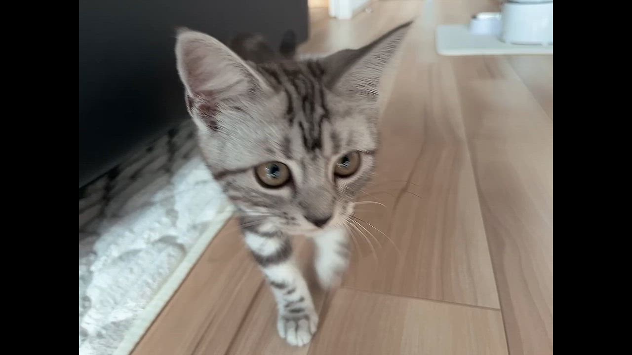 ロイヤルカナン ロイヤルカナン 子猫 マザー＆ベビーキャット