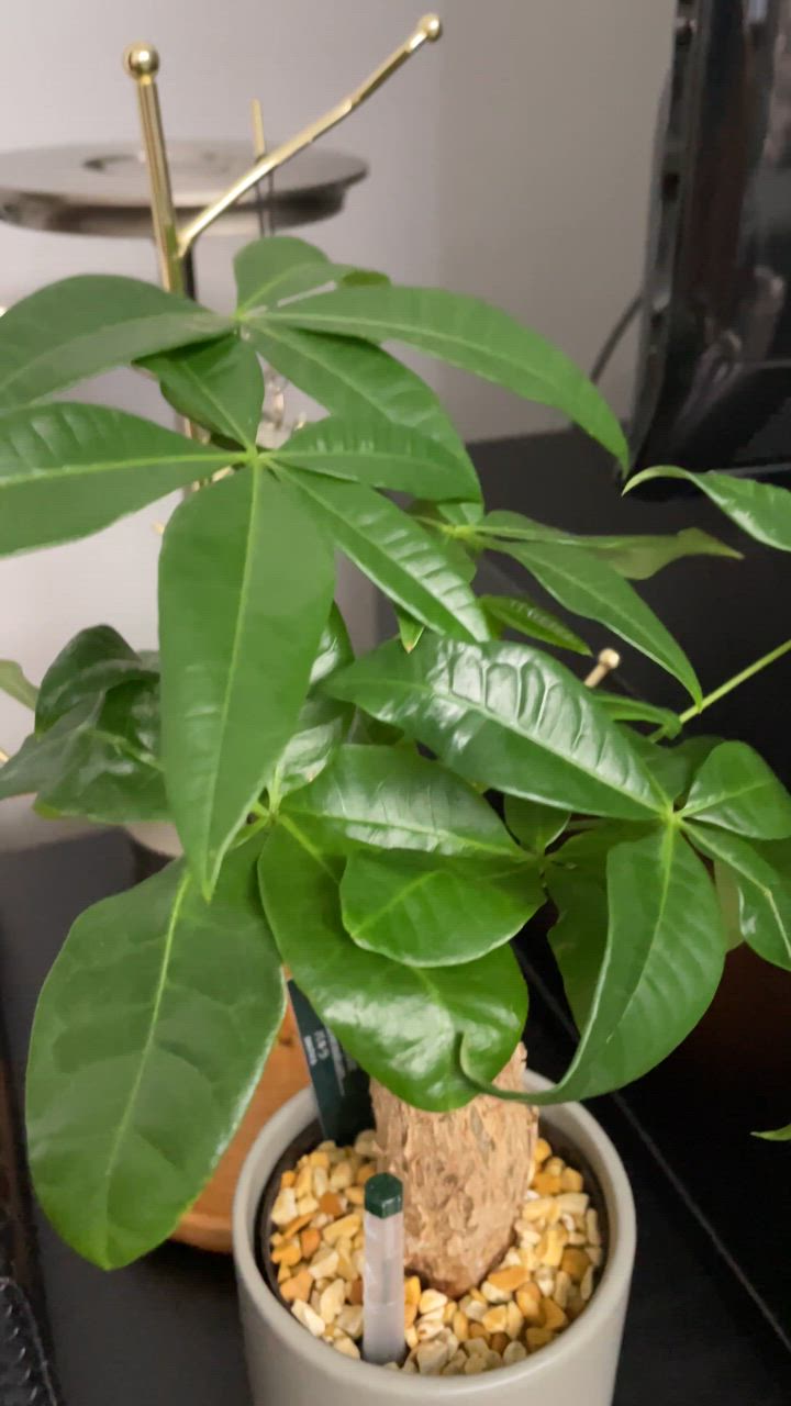 観葉植物 Mommy Sun&The Green434 | Kashiba-shi Nara