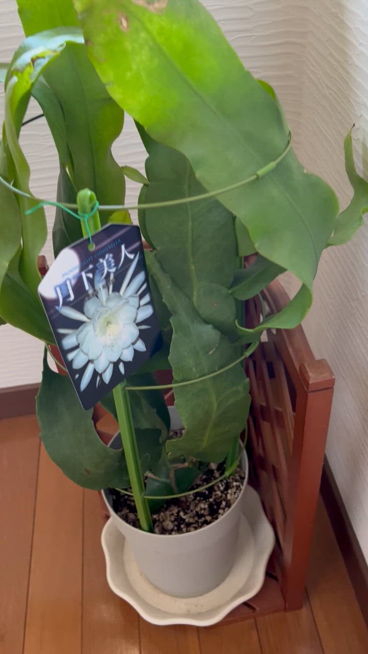 月下美人 約一メートルの鉢植え