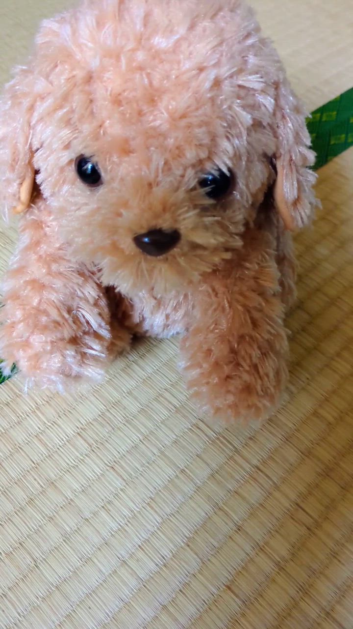 しゃべる犬 ぬいぐるみ おしゃべりトイプードル 音声認識 人形 しゃべる犬 ぬいぐるみ おしゃべりトイプードル 音声認識 人形