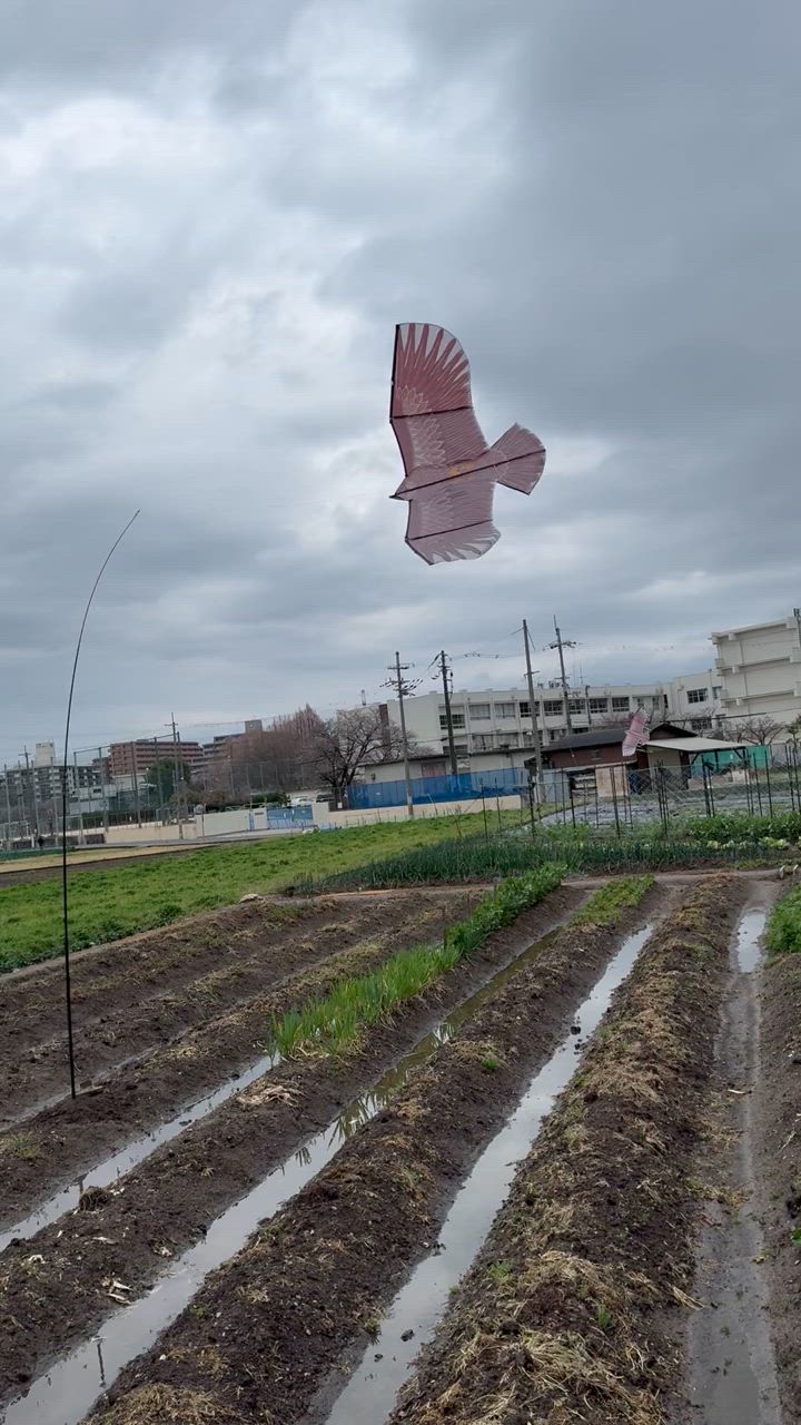 鳥追いカイト鷹（ポール竿付） 凧 防鳥具 防獣 鳥獣害対策 鳥よ