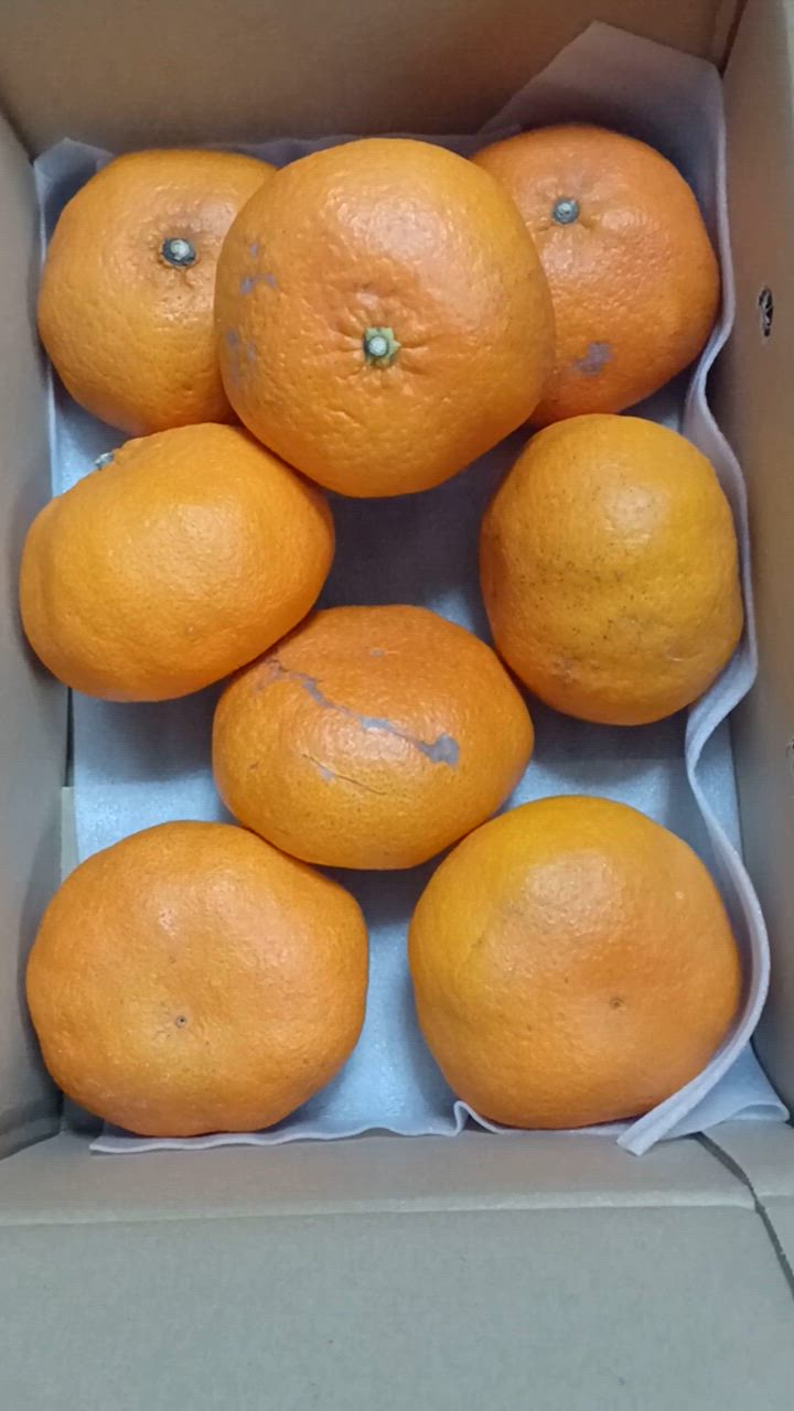 甘平」2kg 家庭用！！ 2024年2月発送予定！：愛媛県産のみかん
