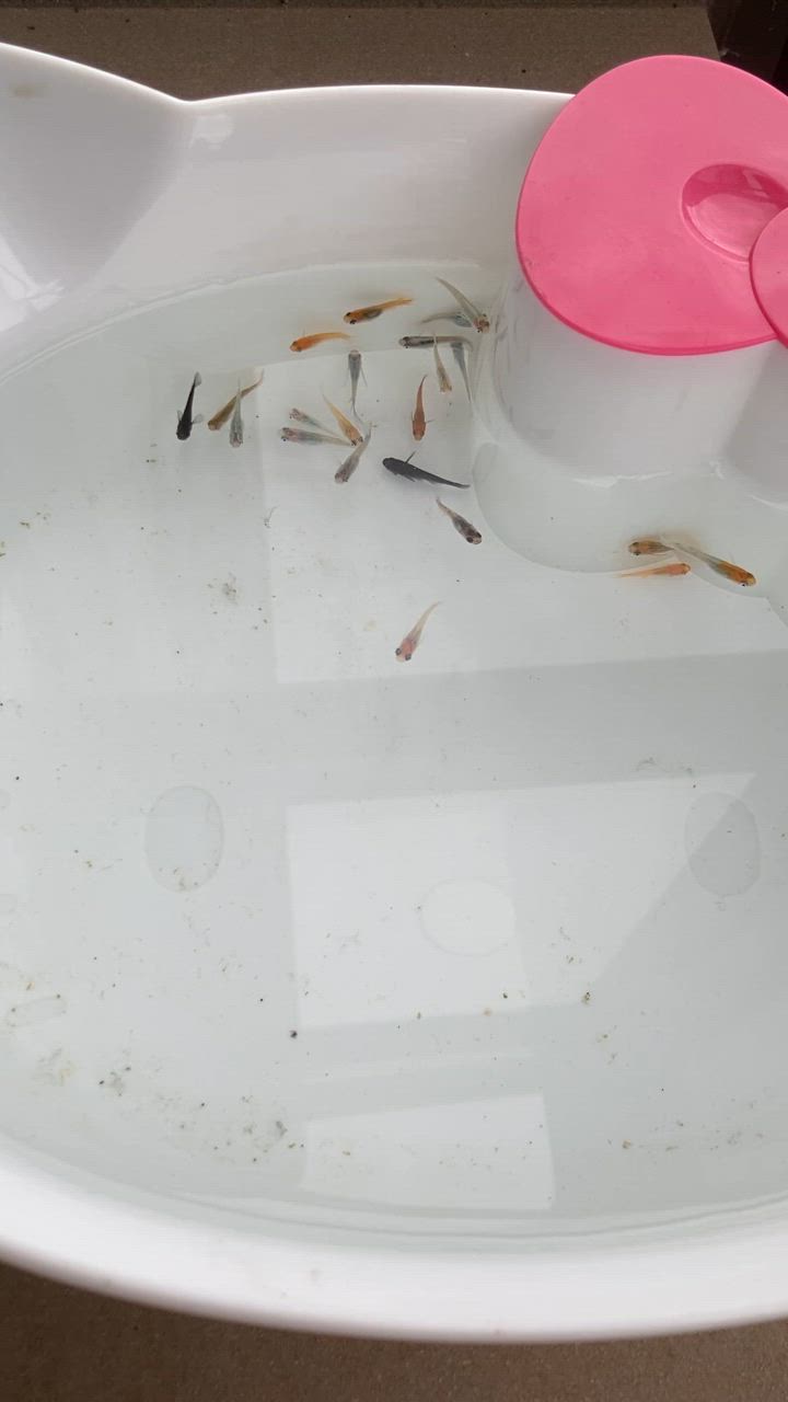 全体のレビュー動画のサムネイル | 12