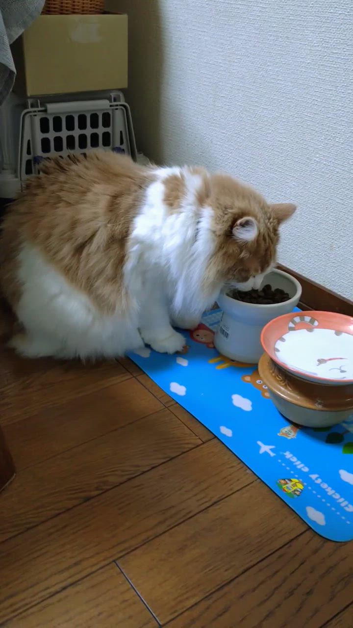 全体のレビュー動画のサムネイル | 0
