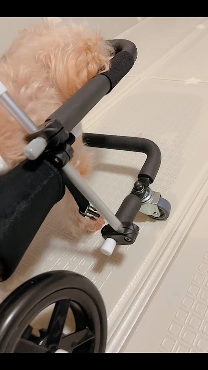 犬用車椅子 歩行器 小型犬用 オーダーメイド 4輪 室内 歩行補助