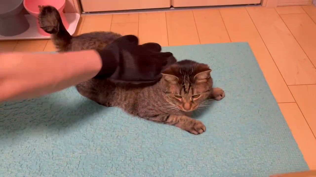 全体のレビュー動画のサムネイル | 1