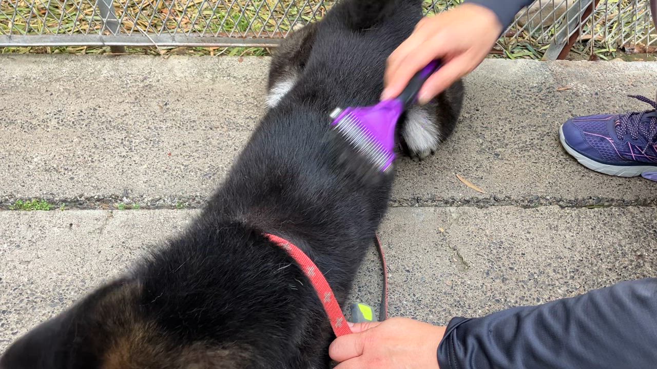 全体のレビュー動画のサムネイル | 0