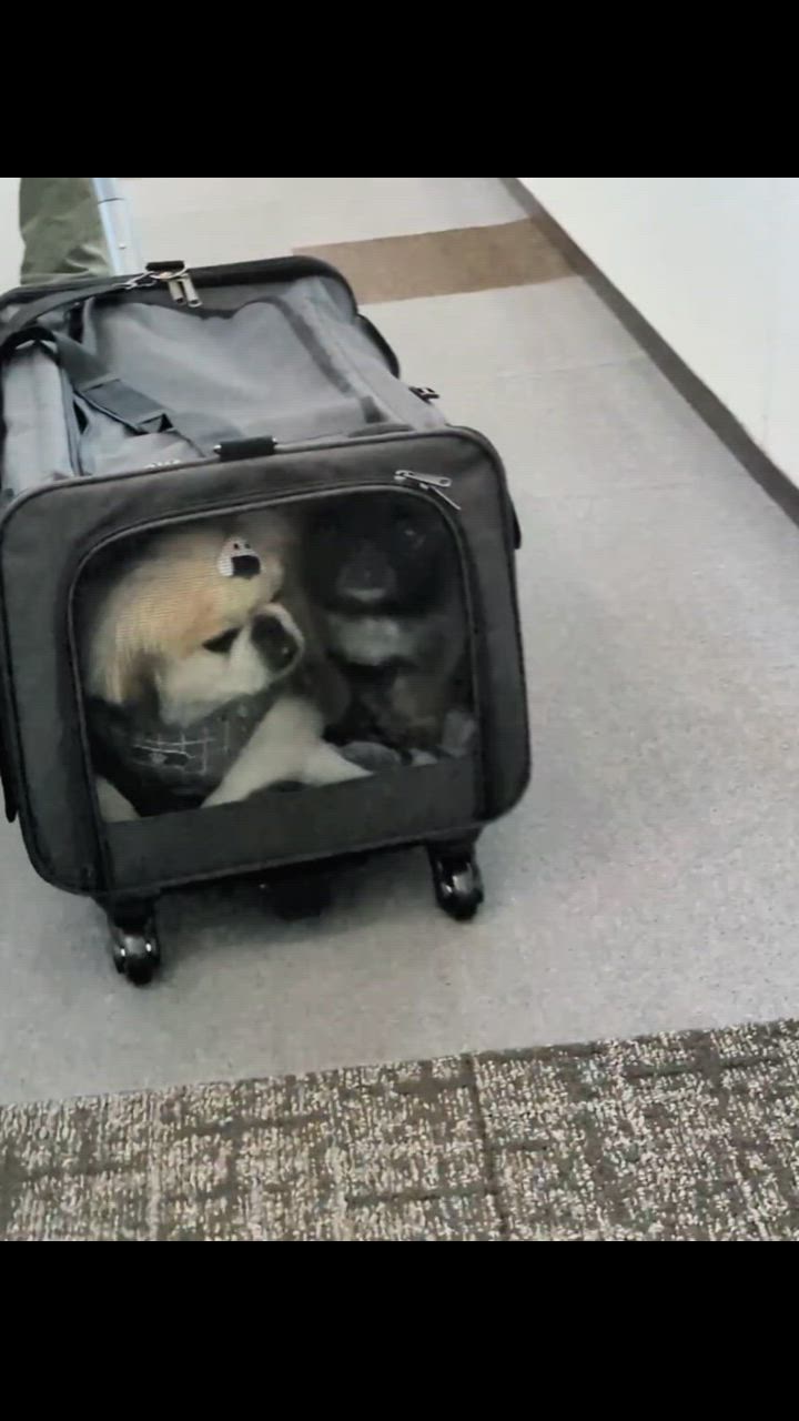 1件目のレビュー動画のサムネイル | 0
