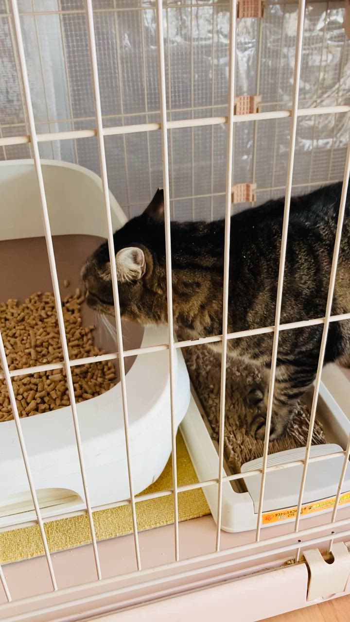 全体のレビュー動画のサムネイル | 13