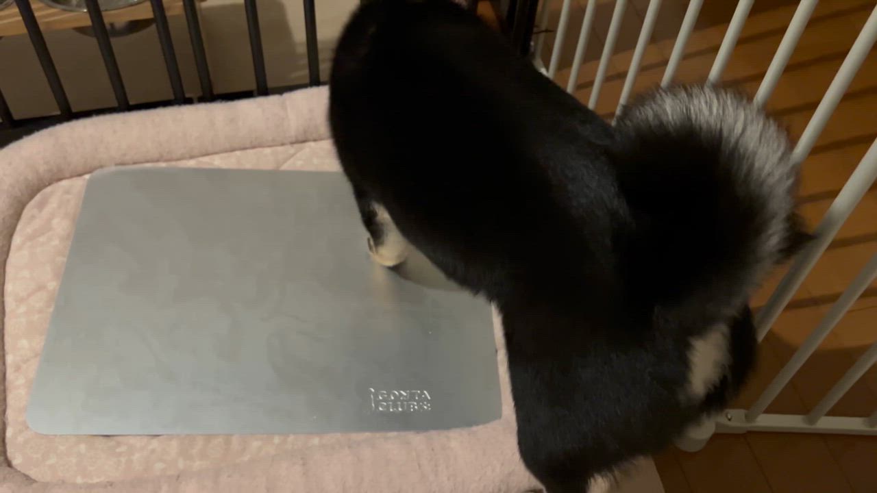 1件目のレビュー動画のサムネイル | 0