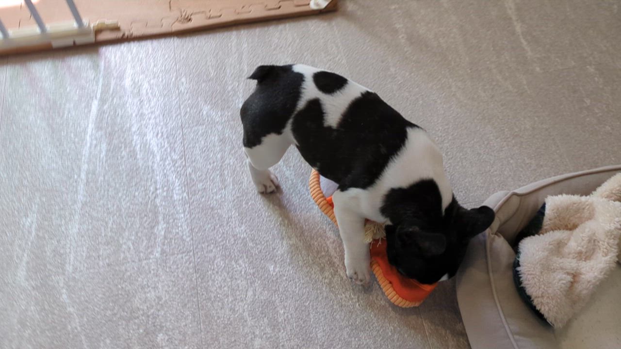 全体のレビュー動画のサムネイル | 1