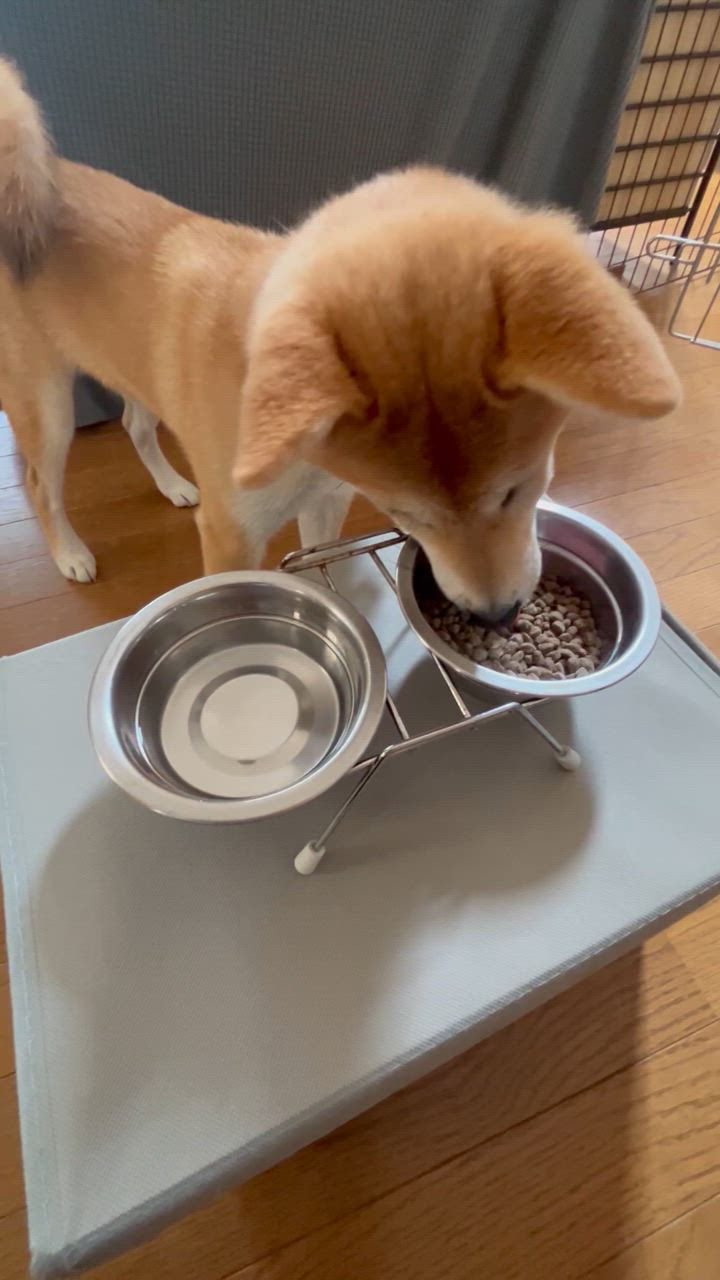 シュプレモ ニュートロ シュプレモ 子犬用 小粒 6kg＋パウチ