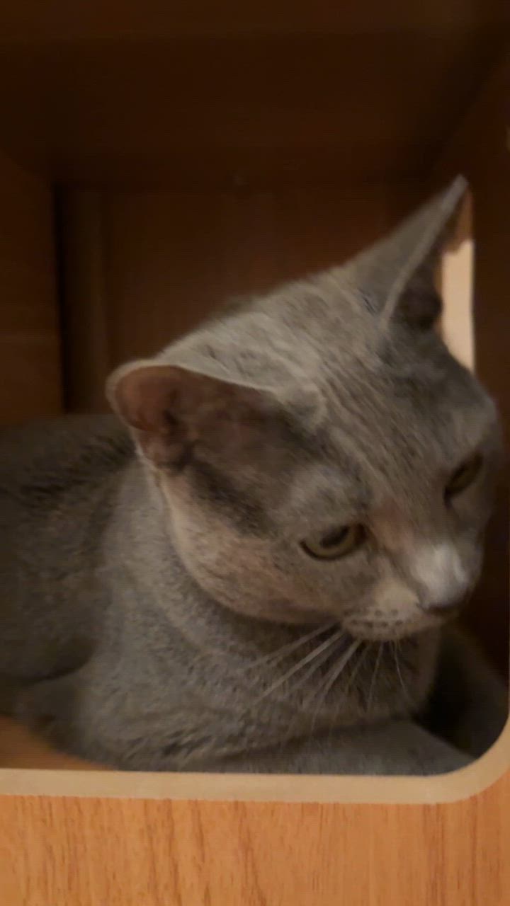 全体のレビュー動画のサムネイル | 3