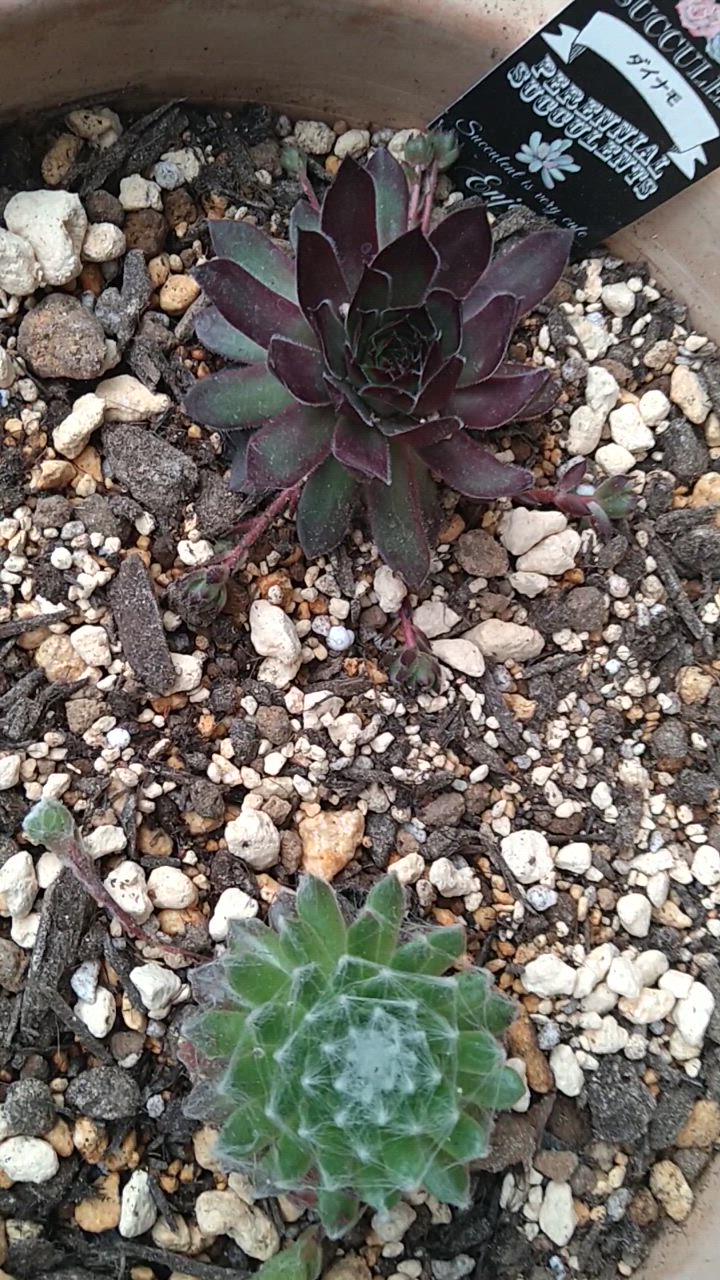 専用ページ　多肉植物　ミックスセンペルビウム　中サイズ　大株プラス 多肉植物 センペルビウム10種セット 9/21更新 : ハニーミント