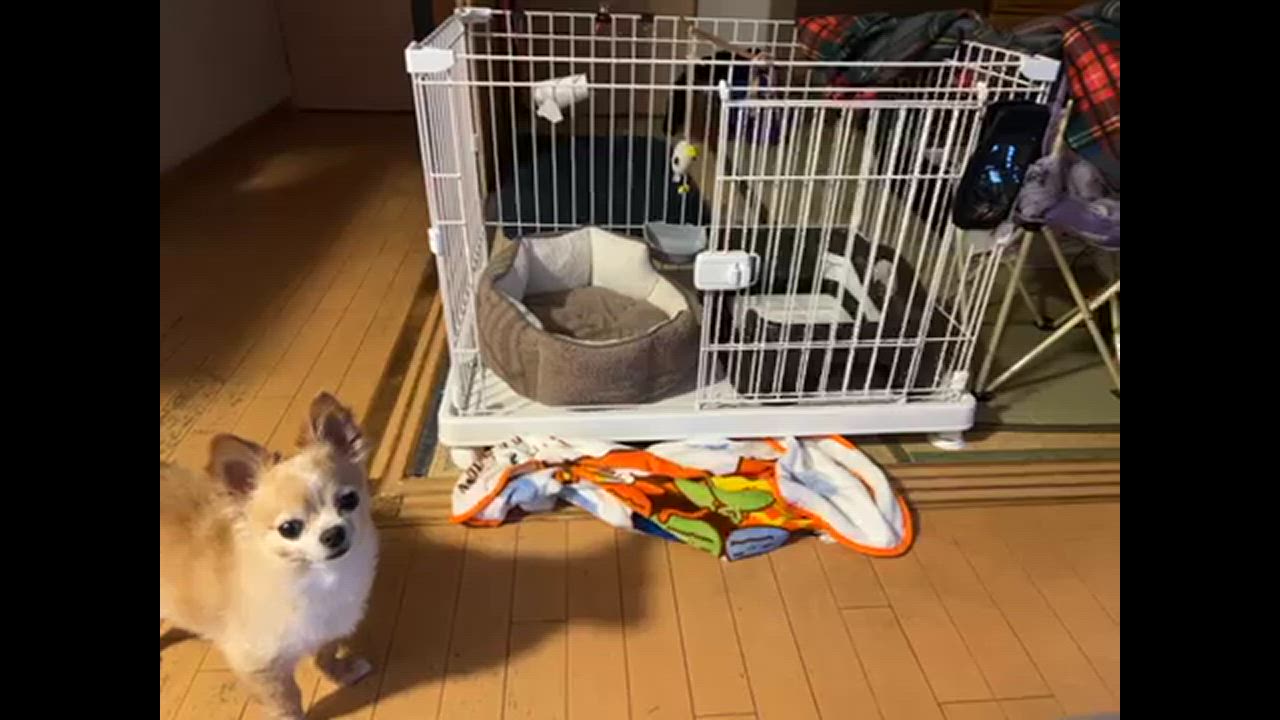 1件目のレビュー動画のサムネイル | 0